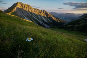 Flower -Zirleseck - Tannheimer Tal  (Available for Print)