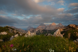 Flowers - Tannheimer Tal  (Available for Print)